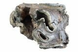 Fossil Woolly Rhino (Coelodonta) Partial Tooth - Siberia #370934-2